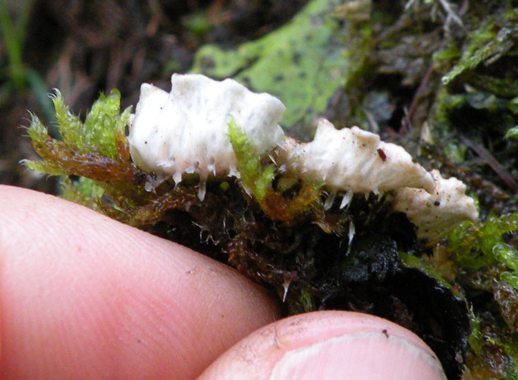 Non mi sembra Lobaria pulmonaria...